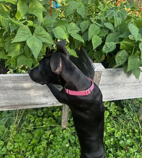 Enlarge Gloria, a Adoptable mixed breed in Albany, NY image 3/6
