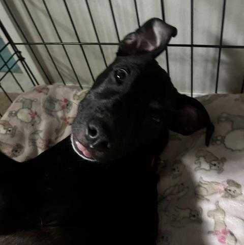 Enlarge Gloria, a Adoptable mixed breed in Albany, NY image 5/6