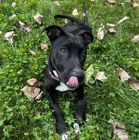 Enlarge Gloria, a Adoptable mixed breed in Albany, NY image 3/6