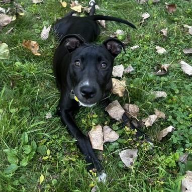 Enlarge Gloria, a Adoptable mixed breed in Albany, NY image 1/6