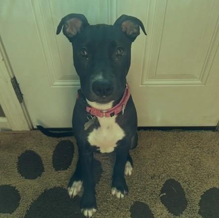 Enlarge Gloria, a Adoptable mixed breed in Albany, NY image 4/6