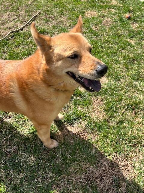 Oakley, Adoptable, Adult Female Shiba Inu & Chow Chow.