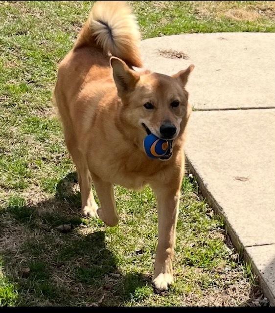Enlarge Oakley, a Adoptable mixed breed in Willingboro, NJ image 2/6