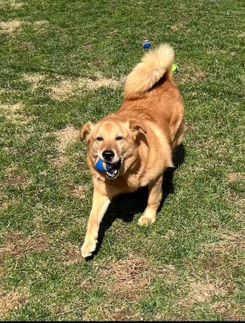 Enlarge Oakley, a Adoptable mixed breed in Willingboro, NJ image 3/6