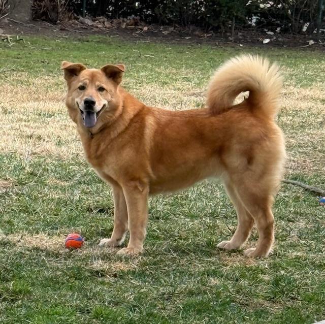 Enlarge Oakley, a Adoptable mixed breed in Willingboro, NJ image 4/6