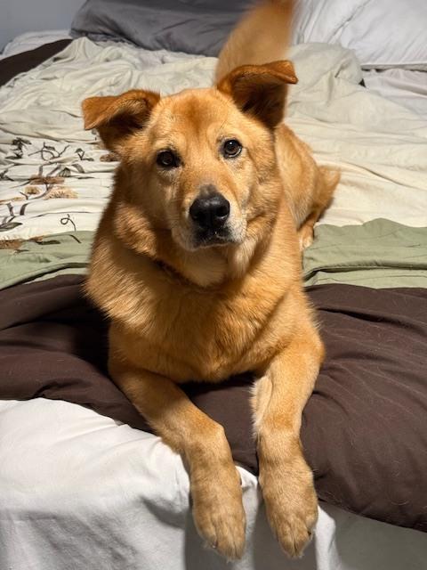 Enlarge Oakley, a Adoptable mixed breed in Willingboro, NJ image 5/6