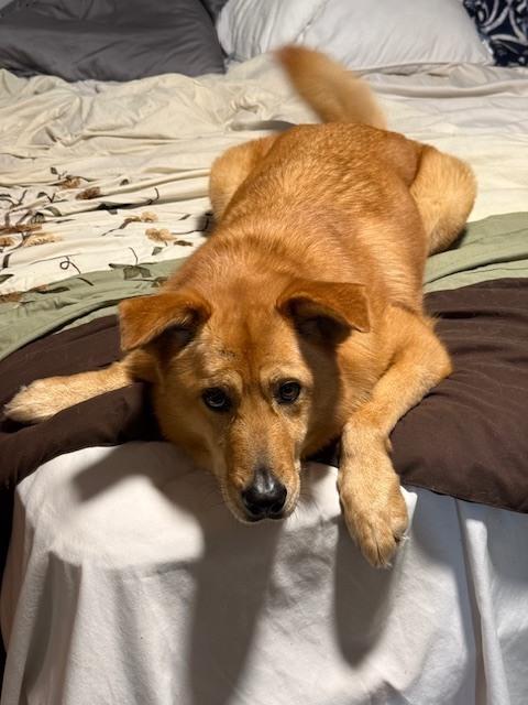 Enlarge Oakley, a Adoptable mixed breed in Willingboro, NJ image 6/6