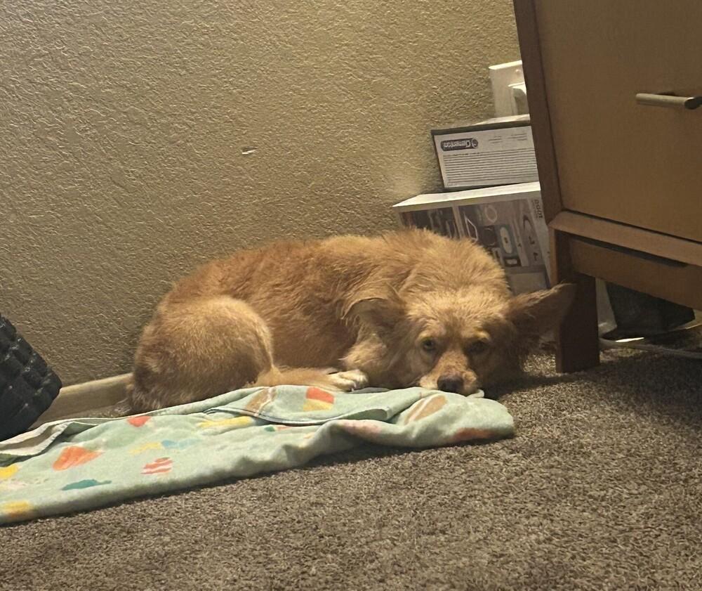 Enlarge Ebenezer, a Adoptable mixed breed in San Diego, CA image 1/5