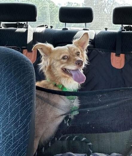 Enlarge Ebenezer, a Adoptable mixed breed in San Diego, CA image 2/5