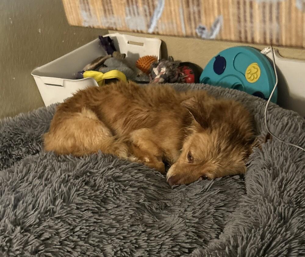 Enlarge Ebenezer, a Adoptable mixed breed in San Diego, CA image 3/5