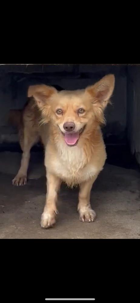 Enlarge Ebenezer, a Adoptable mixed breed in San Diego, CA image 4/5