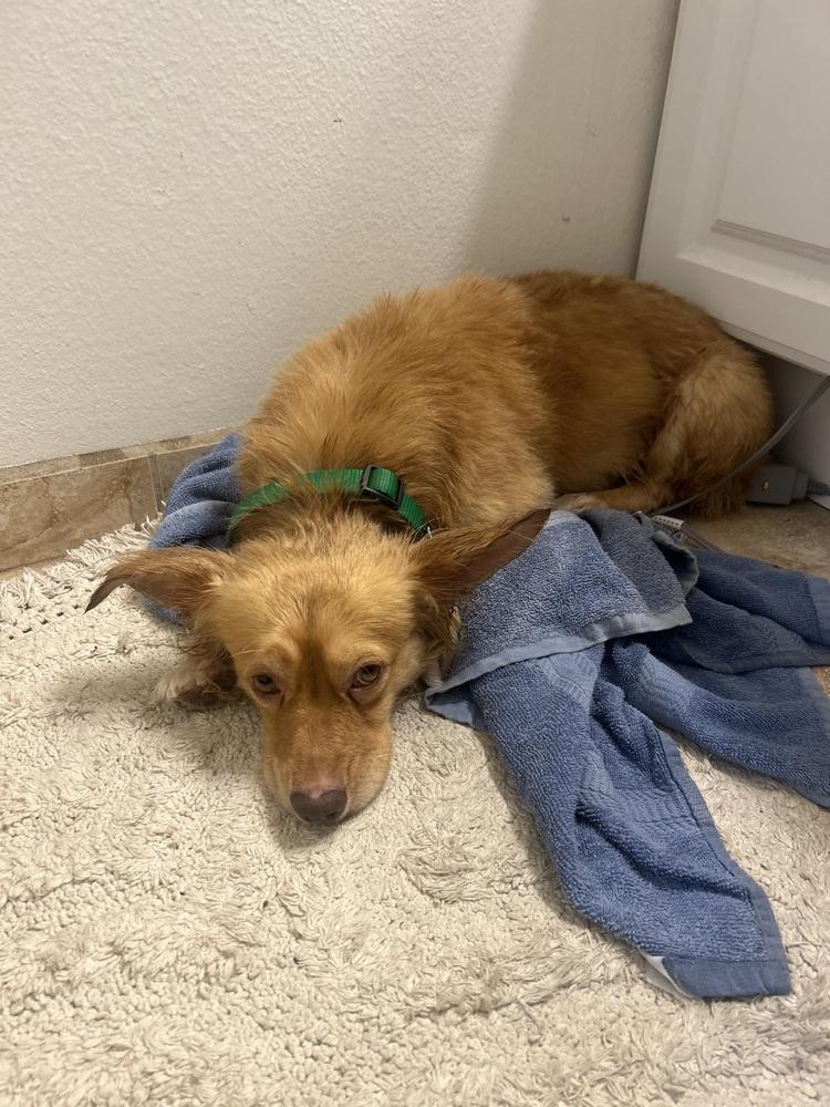 Enlarge Ebenezer, a Adoptable mixed breed in San Diego, CA image 5/5