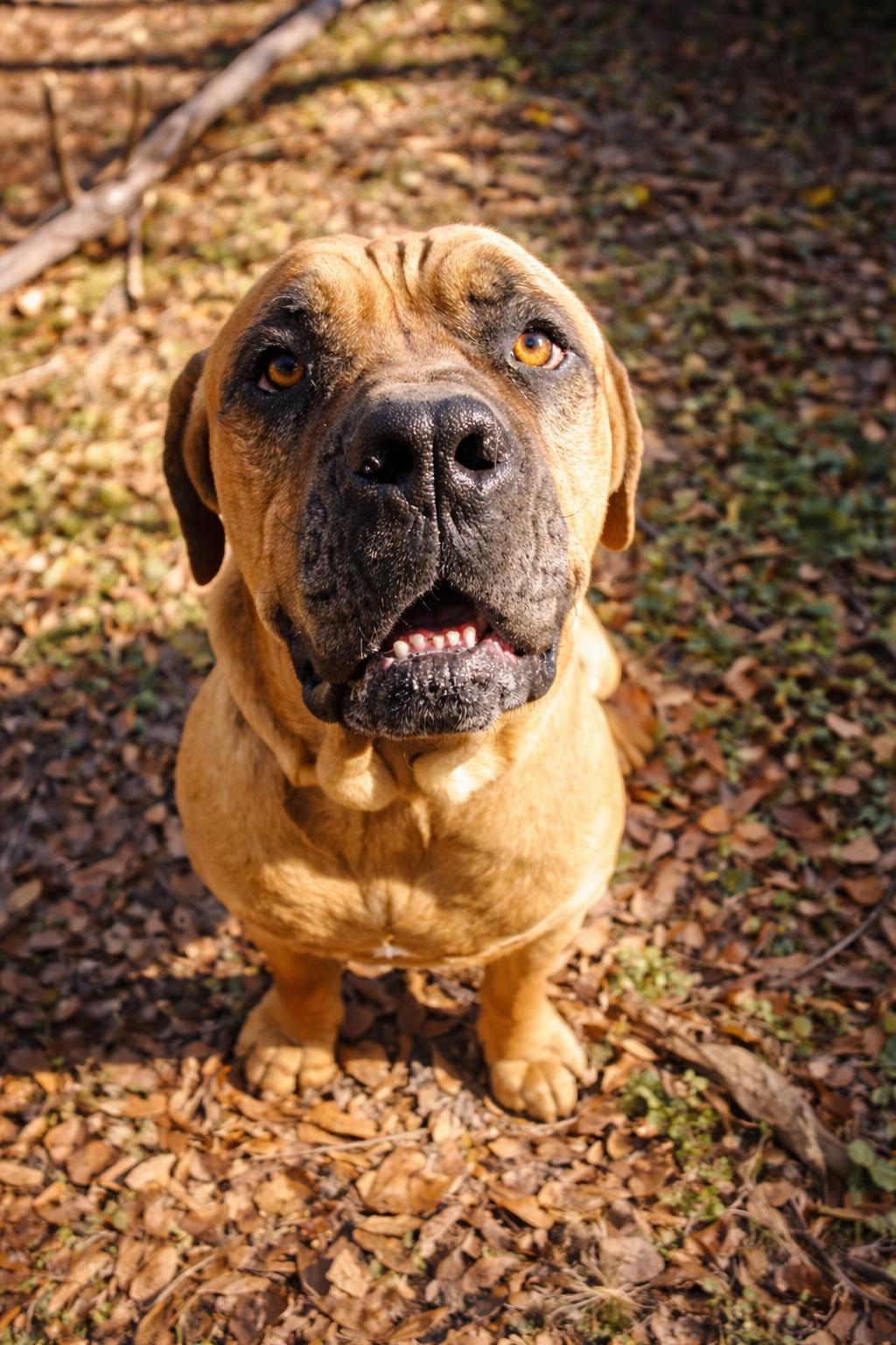 Enlarge Mr T, an adopted Boerboel in Norwood, GA image 4/4