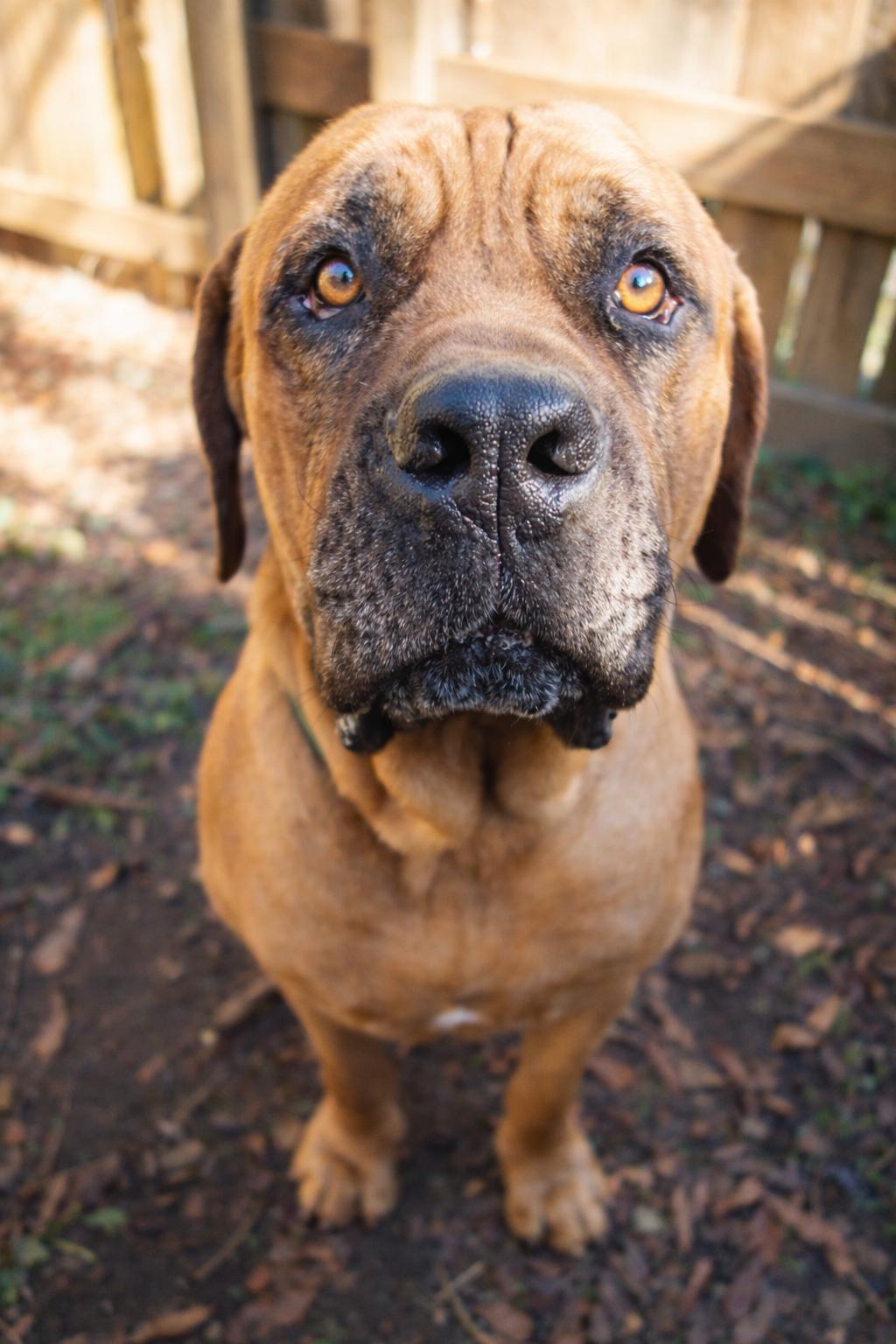 Mr T, adopted, Adult Male Boerboel.