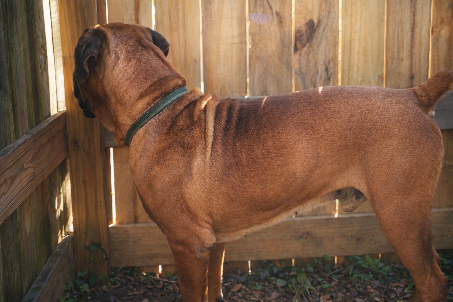 Enlarge Mr T, an adopted Boerboel in Norwood, GA image 3/4