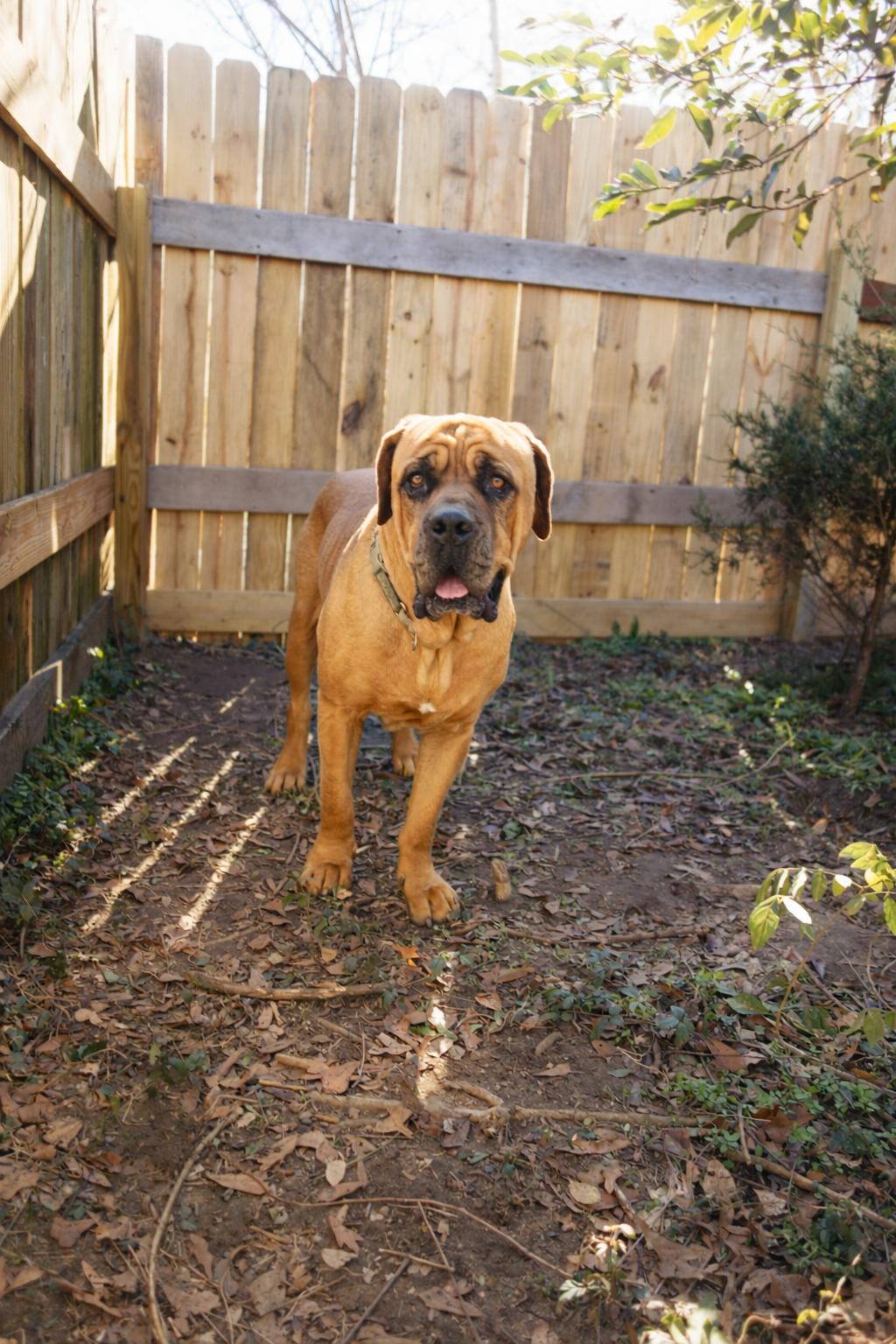 Enlarge Mr T, an adopted Boerboel in Norwood, GA image 2/4