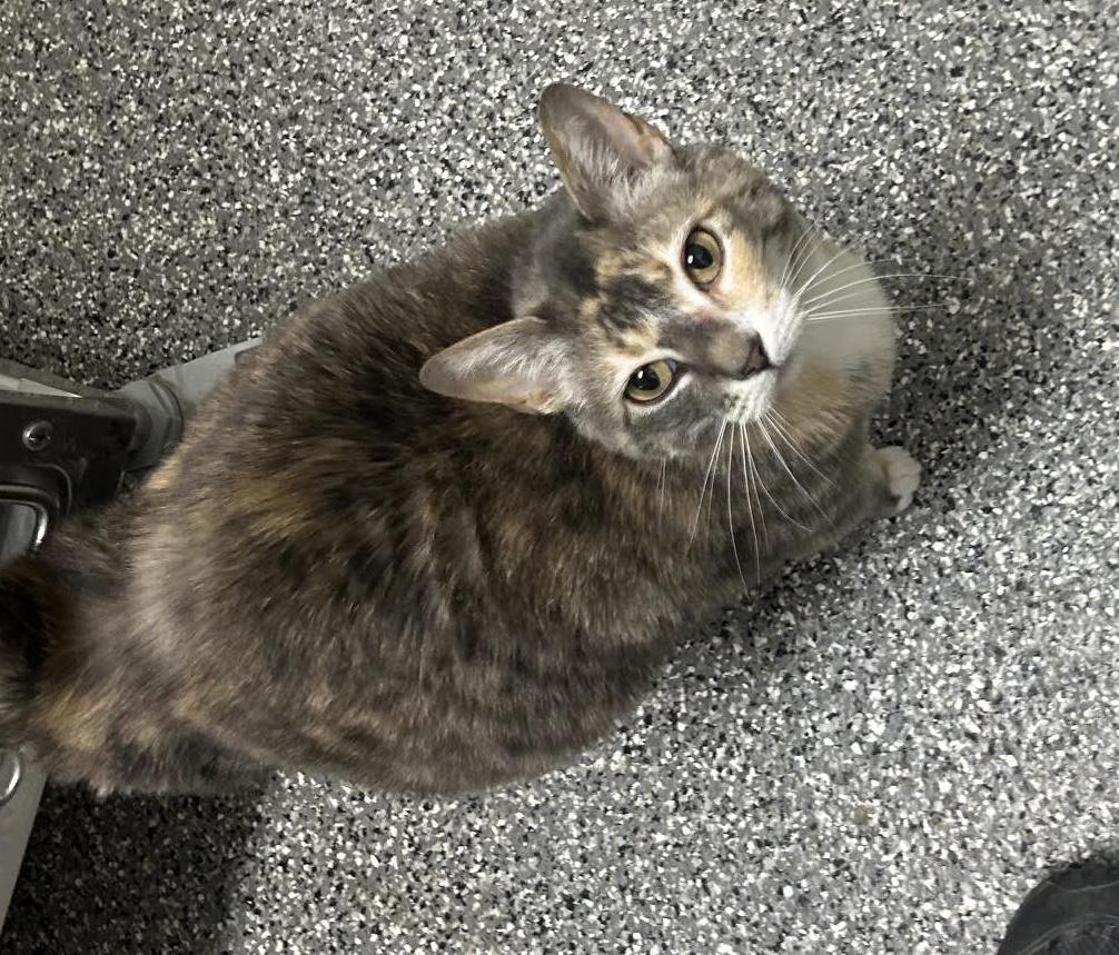 Me-Mow, adopted, Adult Female Domestic Short Hair.