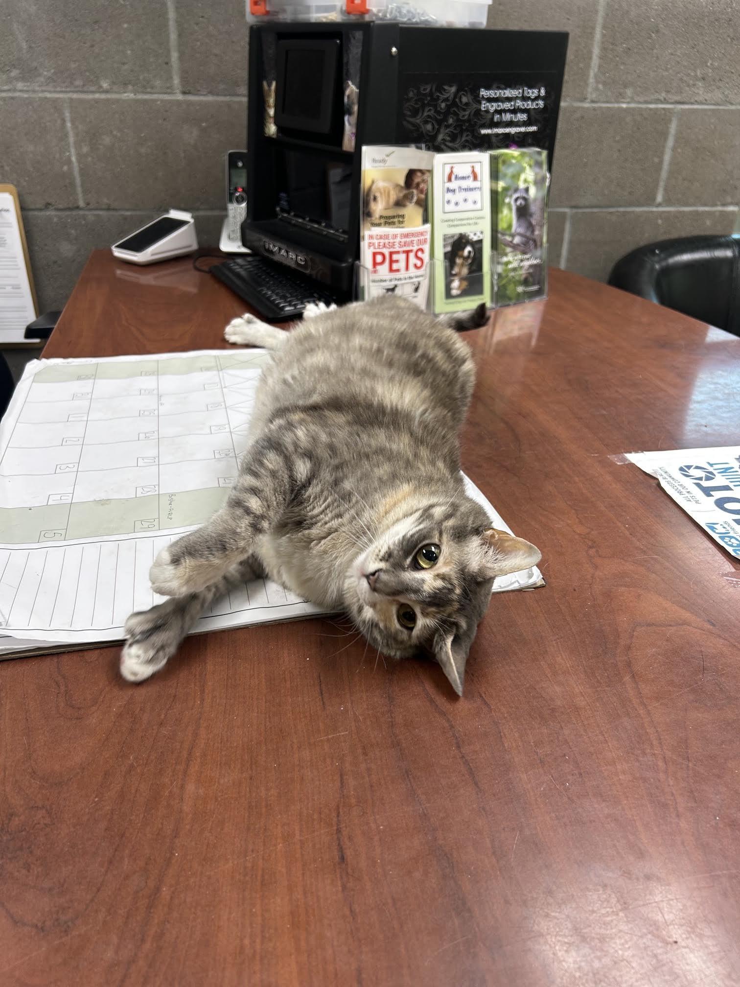 Me-Mow, an adopted Domestic Short Hair in Homer, AK image 3/3