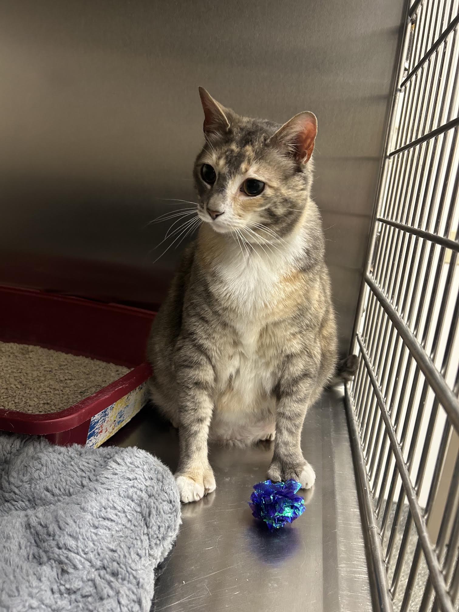 Me-Mow, an adopted Domestic Short Hair in Homer, AK image 2/3