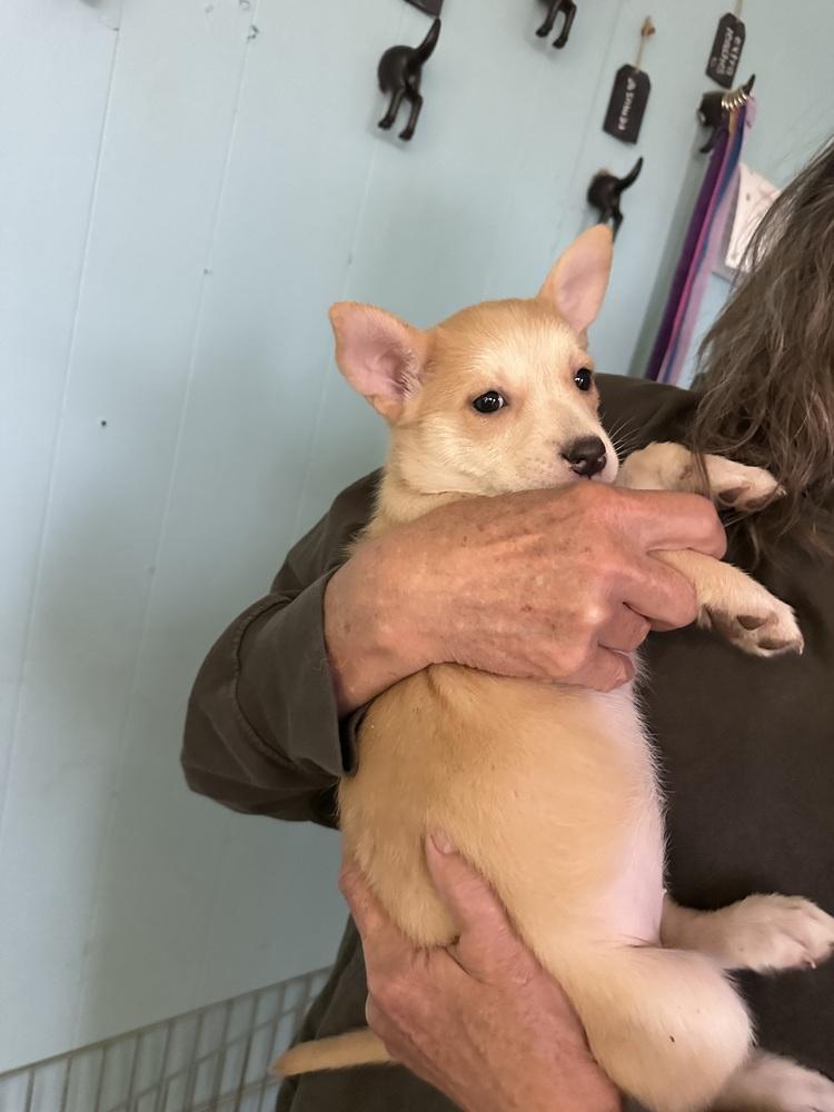 Enlarge June Bug, a Adoptable mixed breed in Rapid City, SD image 1/2