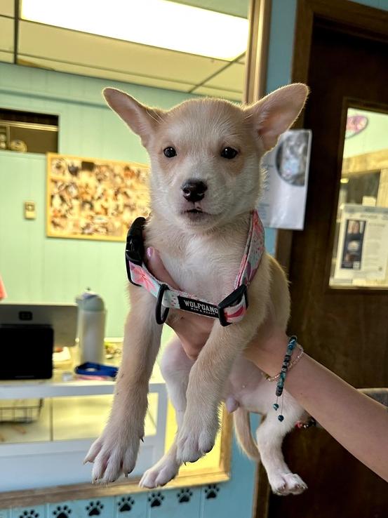 Enlarge June Bug, a Adoptable mixed breed in Rapid City, SD image 2/2