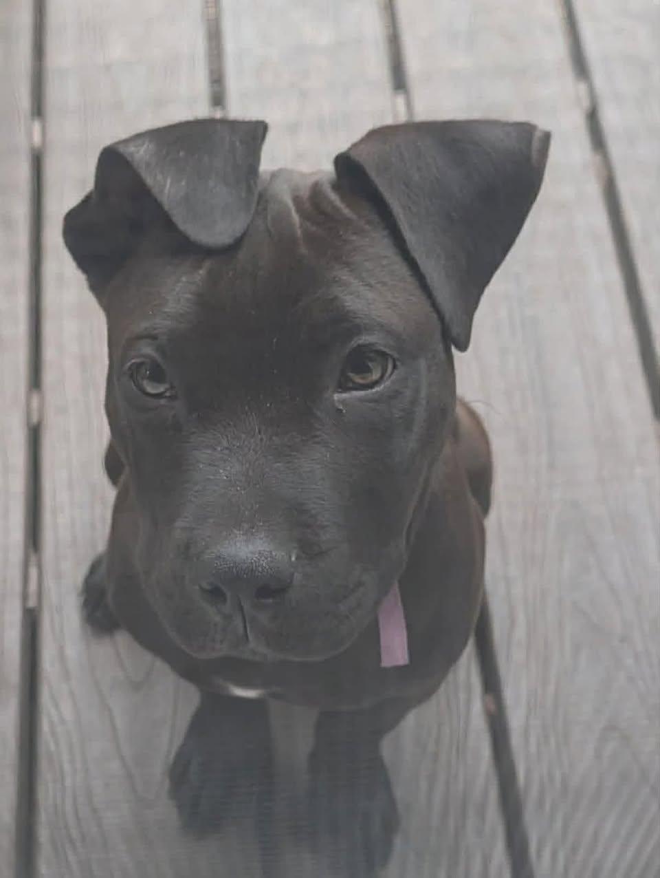 Enlarge Coal, a ADOPTABLE mixed breed in New Smyrna Beach, FL image 1/2