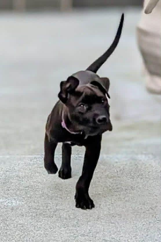 Enlarge Coal, a ADOPTABLE mixed breed in New Smyrna Beach, FL image 2/2