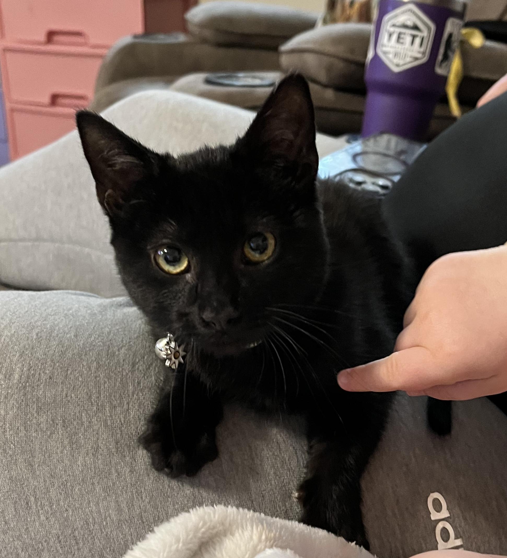 Meatball , ADOPTABLE, Young Female American Shorthair.