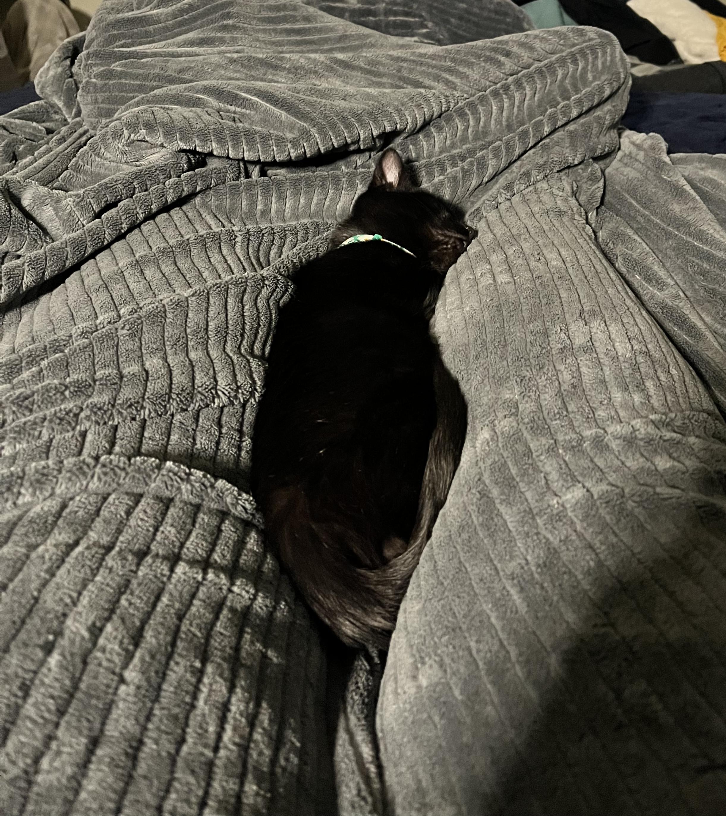 Meatball , a ADOPTABLE American Shorthair in Pocatello, ID image 2/2