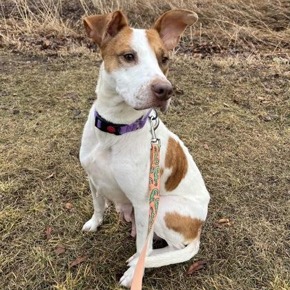 Enlarge Roxi, a Adoptable mixed breed in Janesville, WI image 1/3