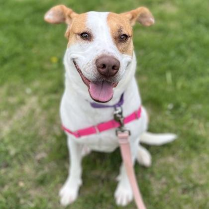 Roxi, Adoptable, Young Female Mixed Breed & Mixed Breed.