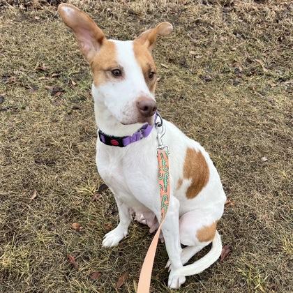 Enlarge Roxi, a Adoptable mixed breed in Janesville, WI image 2/3