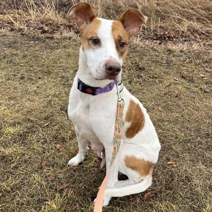 Enlarge Roxi, a Adoptable mixed breed in Janesville, WI image 3/3