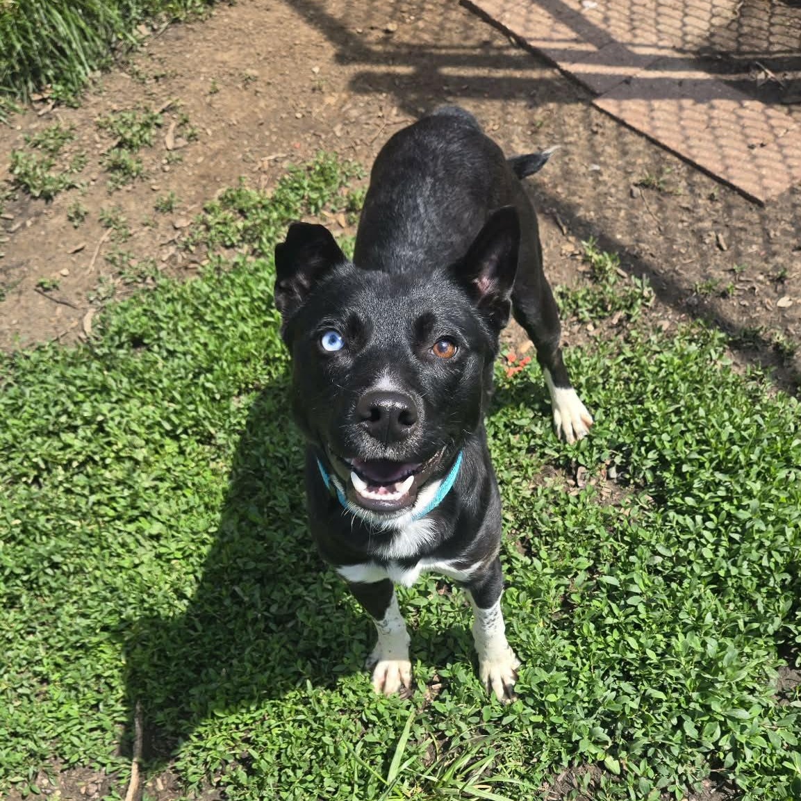 Enlarge Blackjack, an adopted mixed breed in Martinsville, IN image 3/4