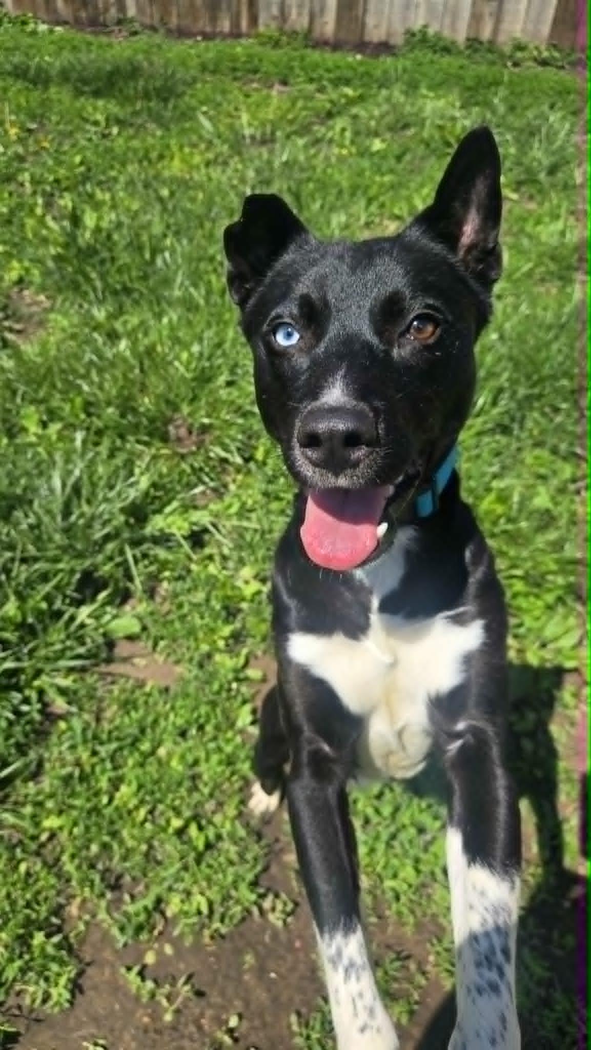 Enlarge Blackjack, an adopted mixed breed in Martinsville, IN image 4/4