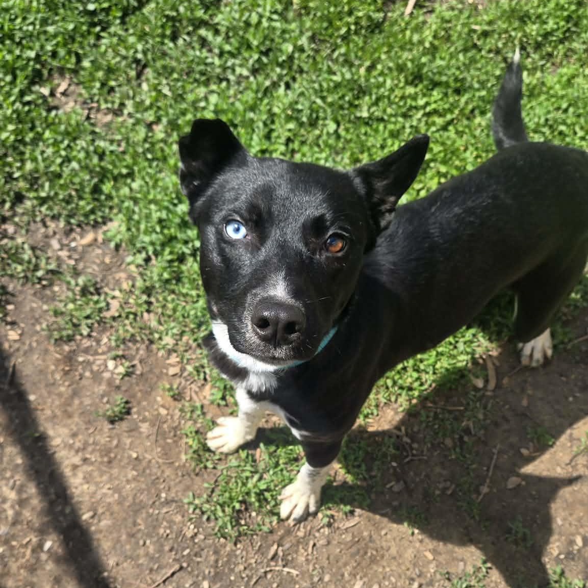 Enlarge Blackjack, an adopted mixed breed in Martinsville, IN image 2/4