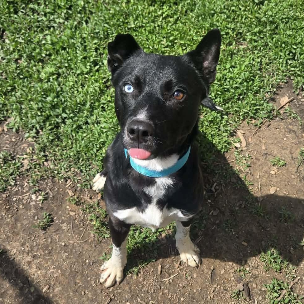 Enlarge Blackjack, an adopted mixed breed in Martinsville, IN image 1/4