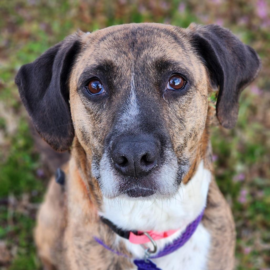 Stella, Adoptable, Adult Female Plott Hound & Mixed Breed.