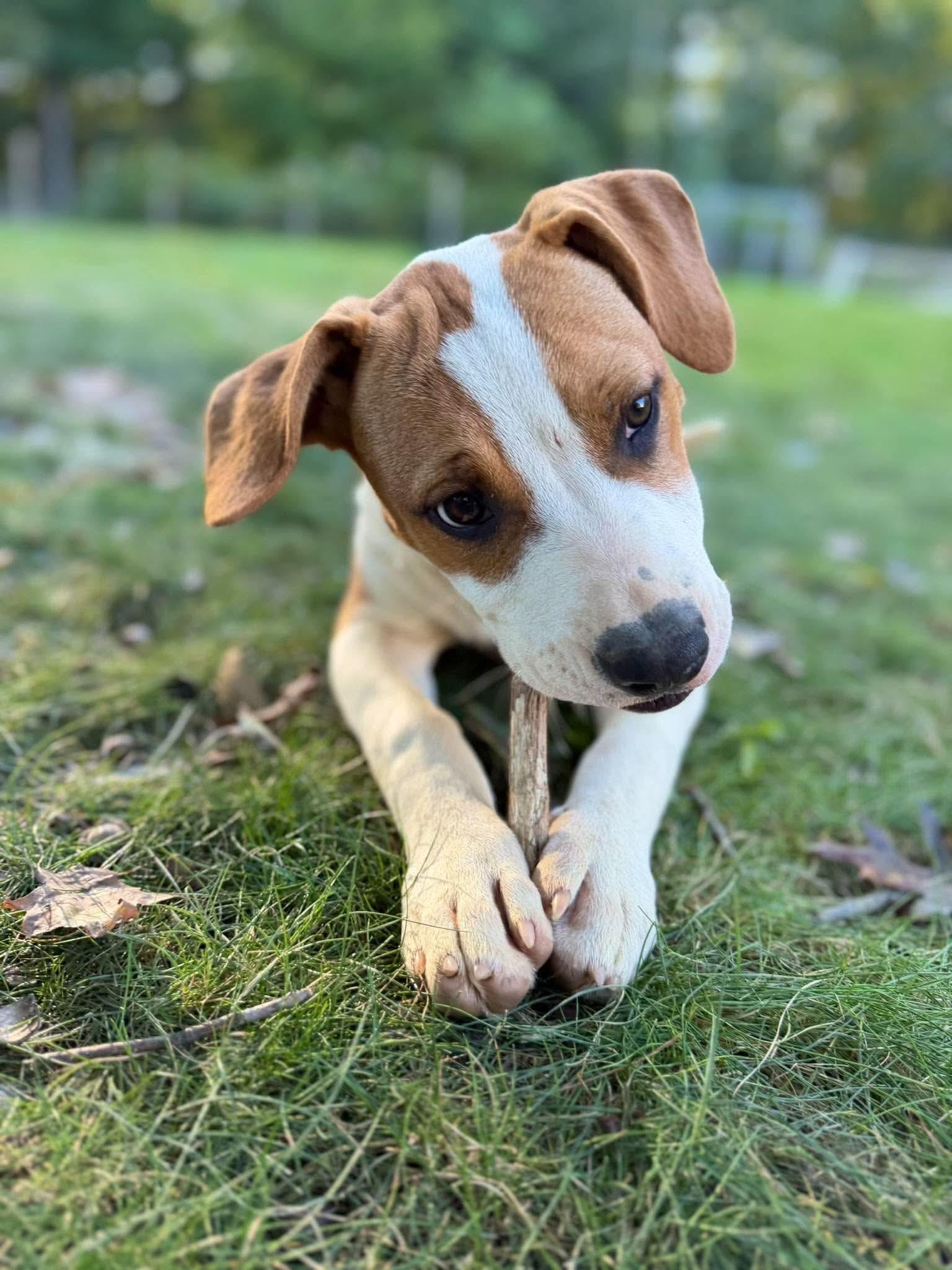 Enlarge Winona, a Adoptable mixed breed in Argyle, NY image 4/6