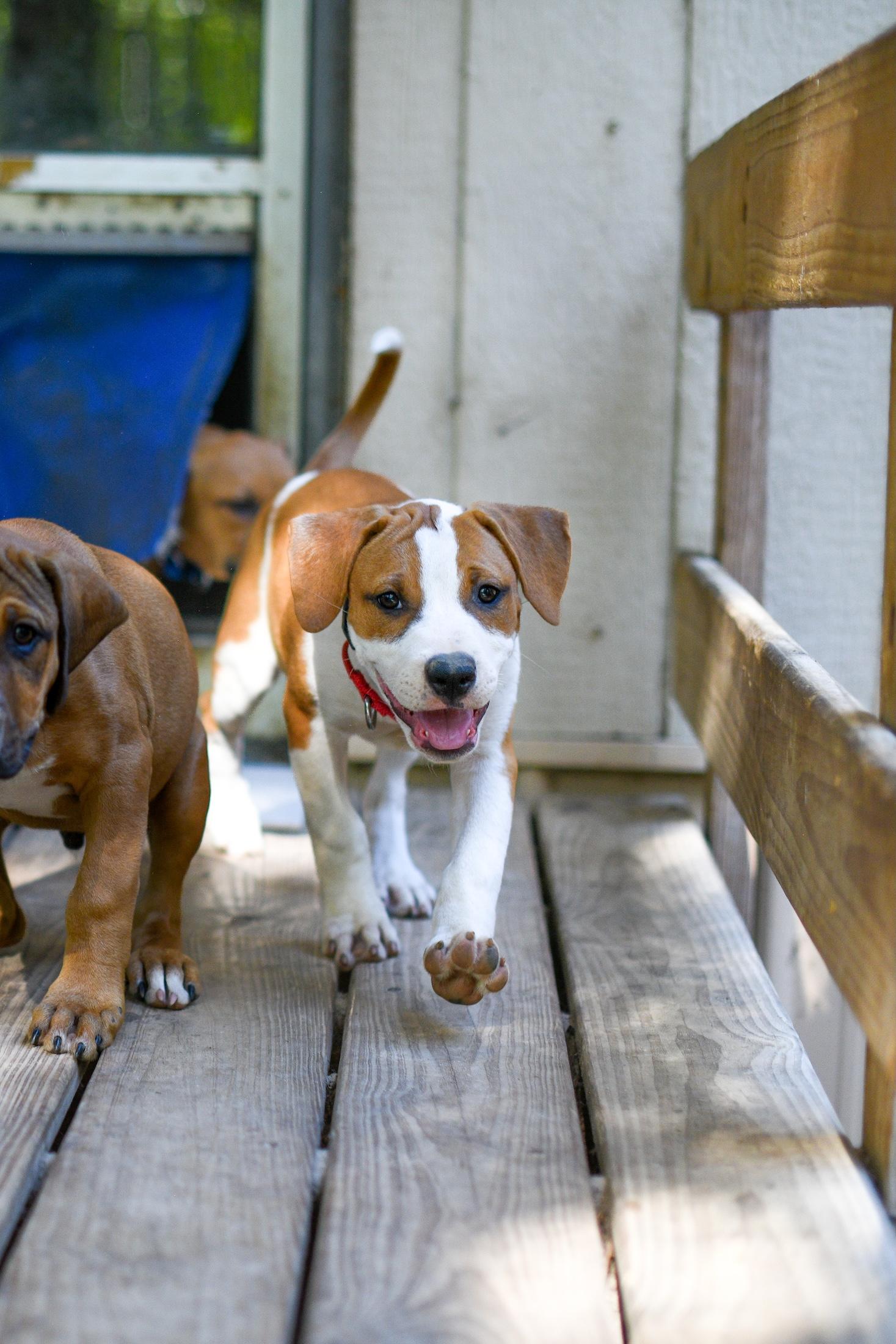 Enlarge Winona, a Adoptable mixed breed in Argyle, NY image 3/6