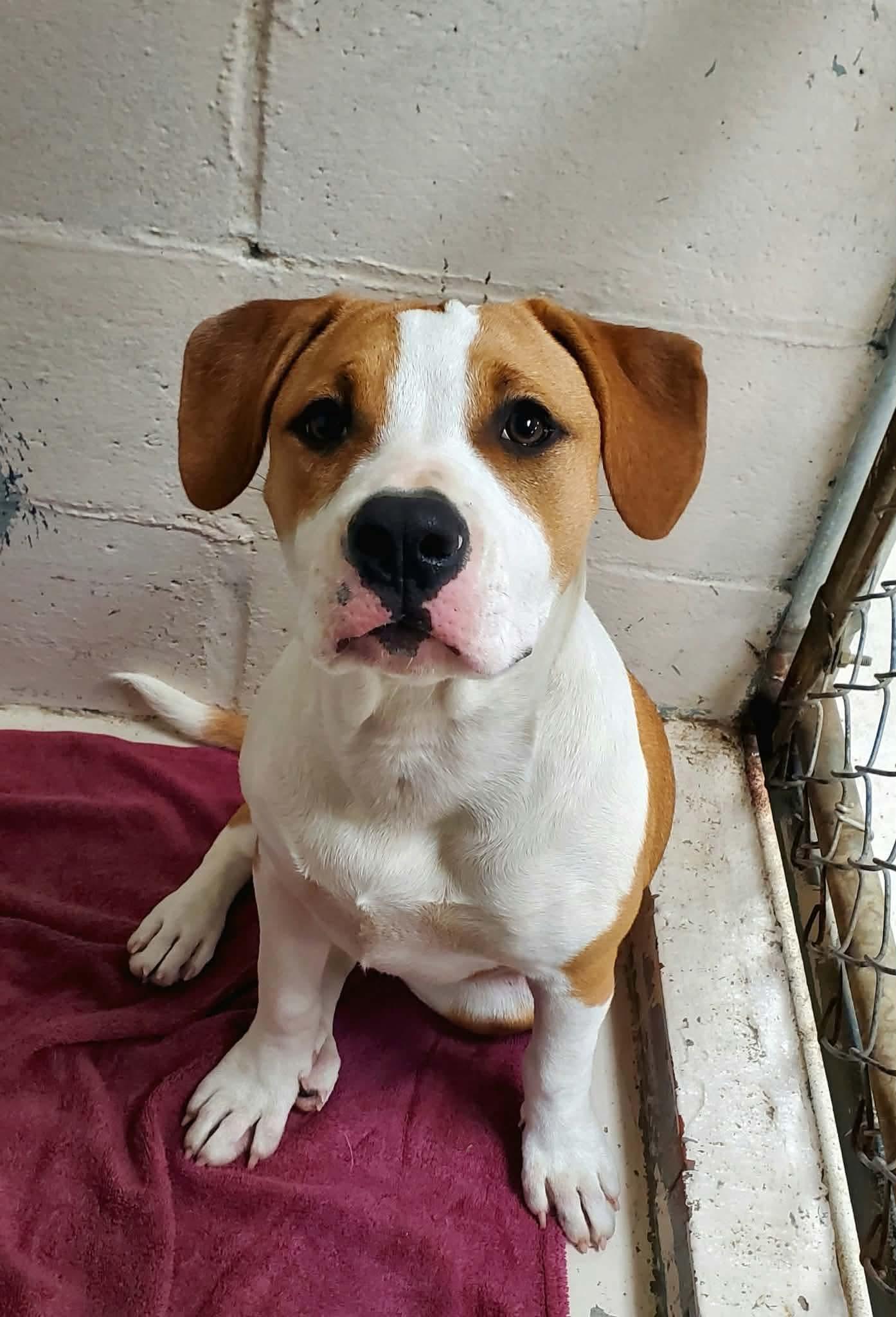 Winona, Adoptable, Puppy Female Hound.