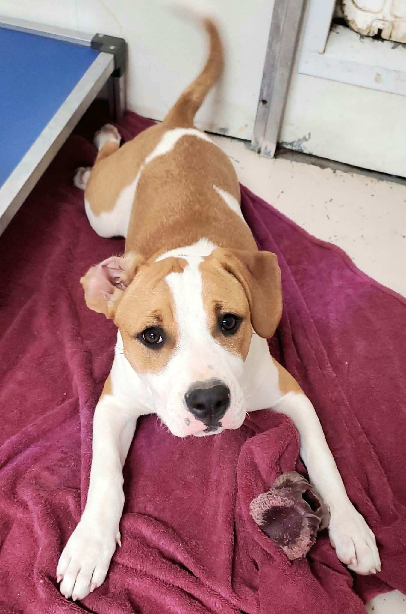 Enlarge Winona, a Adoptable mixed breed in Argyle, NY image 5/6