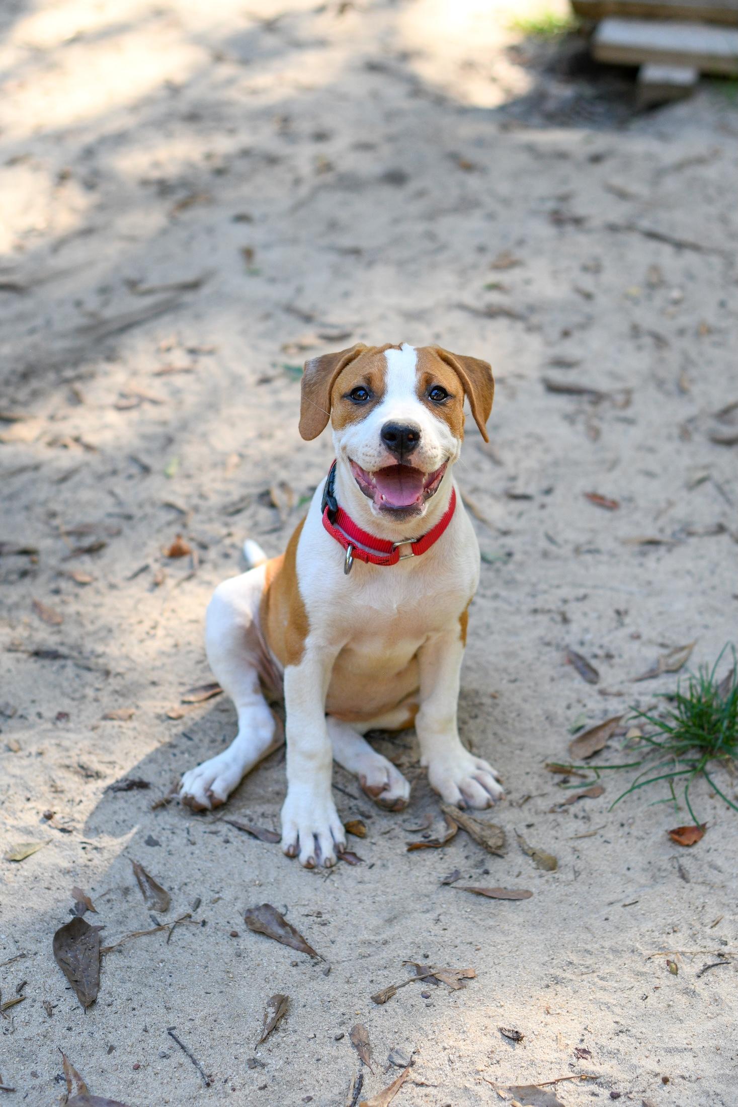 Enlarge Winona, a Adoptable mixed breed in Argyle, NY image 2/6