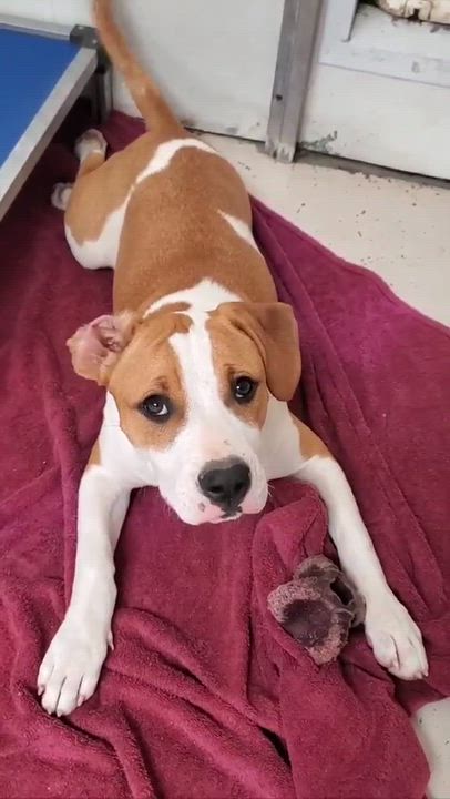 Enlarge Winona, a Adoptable mixed breed in Argyle, NY video 6/6