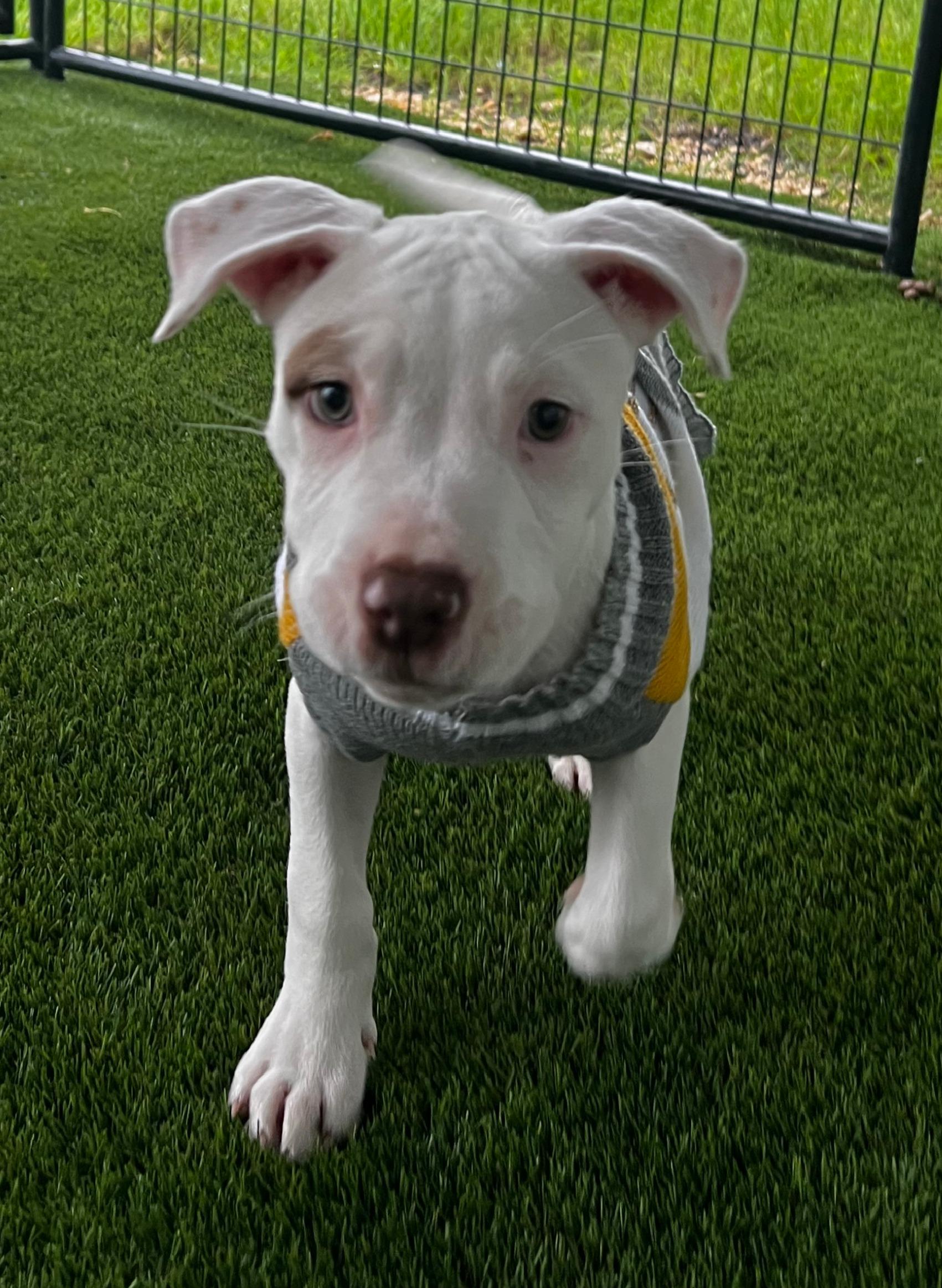 Enlarge Elsa, a ADOPTABLE American Staffordshire Terrier in Argyle, TX image 4/4