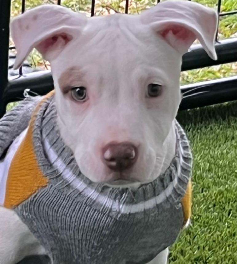 Enlarge Elsa, a ADOPTABLE American Staffordshire Terrier in Argyle, TX image 1/4