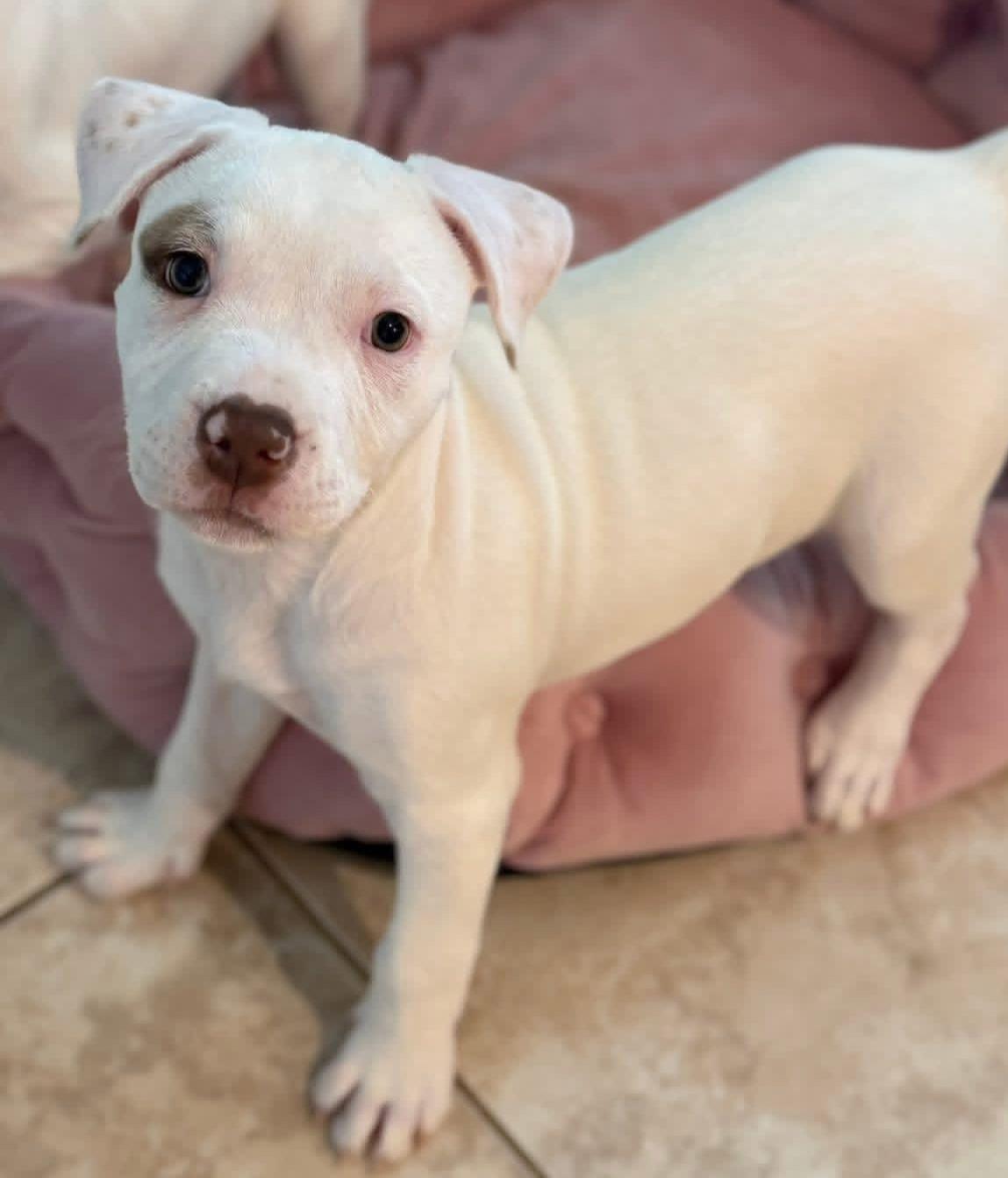 Enlarge Elsa, a ADOPTABLE American Staffordshire Terrier in Argyle, TX image 2/4