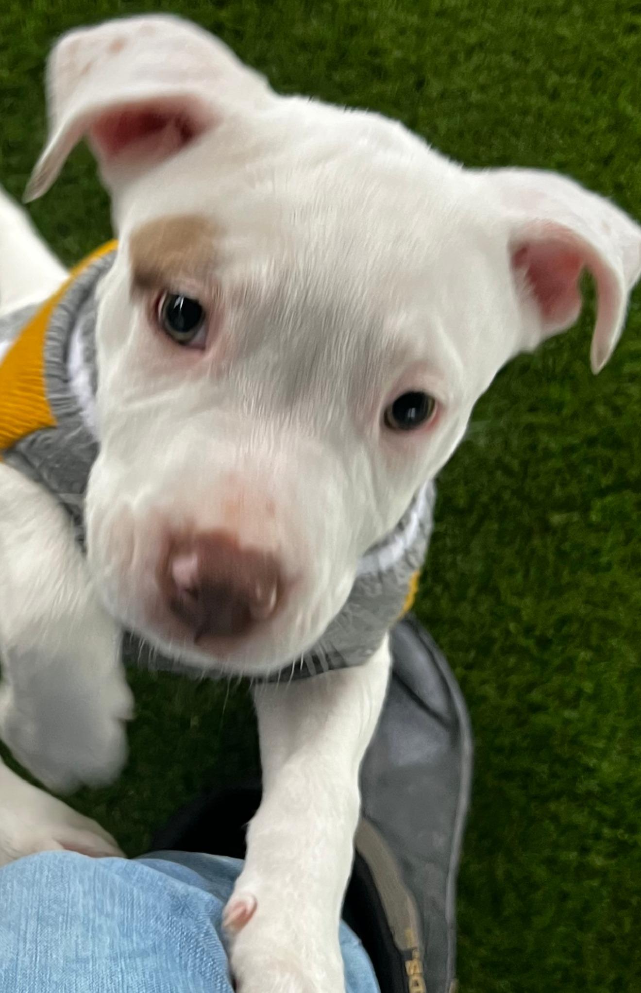 Enlarge Elsa, a ADOPTABLE American Staffordshire Terrier in Argyle, TX image 3/4