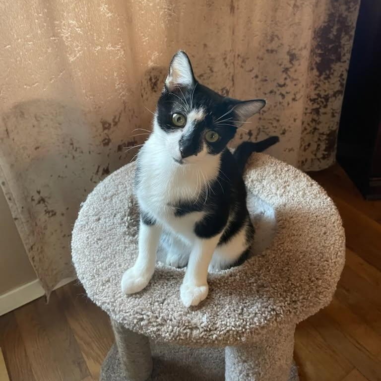 Dutch, adopted, Kitten Male Domestic Short Hair.