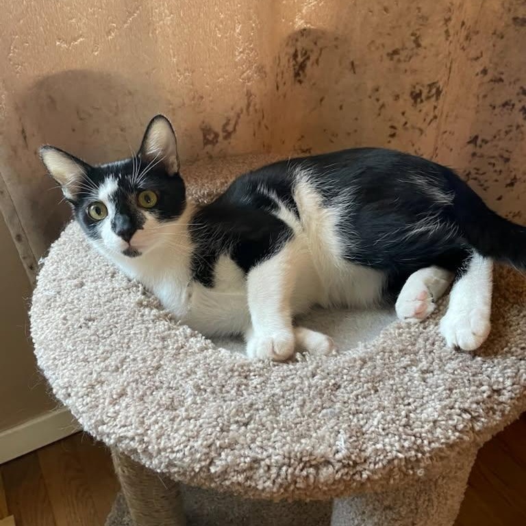 Enlarge Dutch, an adopted Domestic Short Hair in Tulsa, OK image 2/2